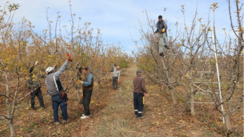 Meyve bahçesi istihdam kaynağı oldu