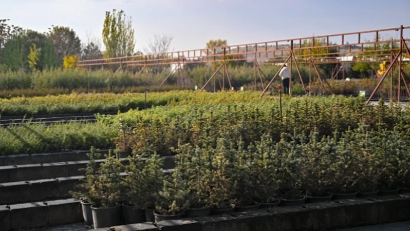 Milli Ağaçlandırma Günü için hedef 15 milyon fidanın sahiplenilmesi