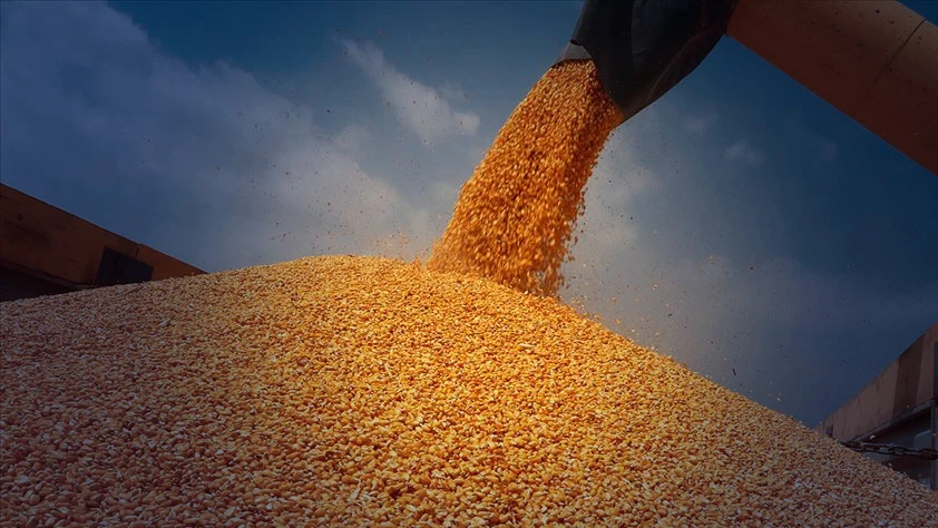 Mısır fiyatlarında artış: Hürmüz krizi iki haftanın zirvesine taşıdı