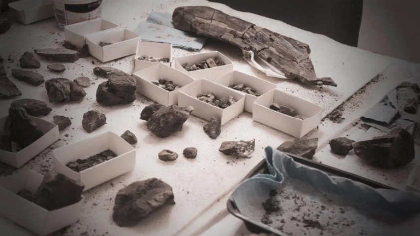 Moğolistan’da yeni dinozor türü keşfi! 108 milyon yıllık otçul fosil bulundu