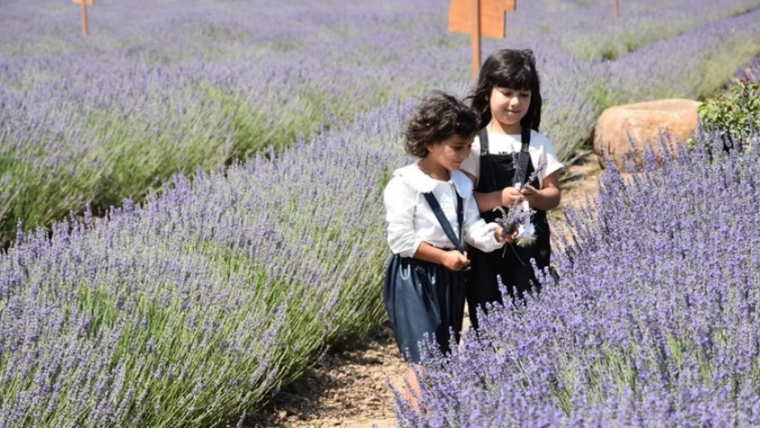 Mor tarlalar turistlerin ilgisini çekiyor