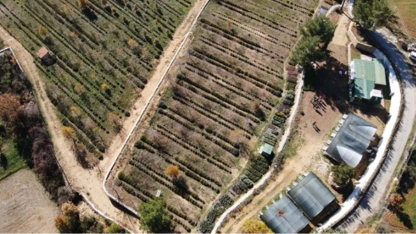 Muğla'da tıbbi ve aromatik bitkilerin alanı 6 bin dekara yükseldi