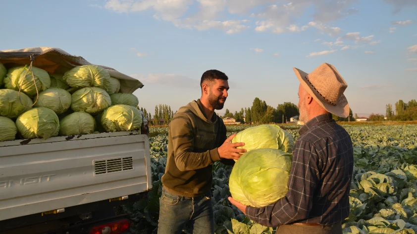 Muş Ovası’nda lahana hasadı başladı