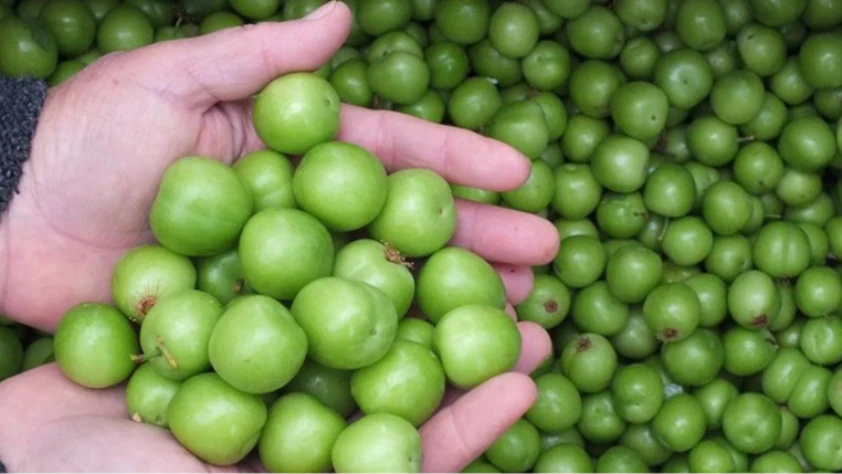 Mut’ta erkenci erik hasadı başladı! Ürünler iç ve dış pazara gidiyor