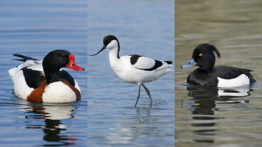 Nadir bulunan 3 kuş türü Ağrı Dağı'nda görüldü