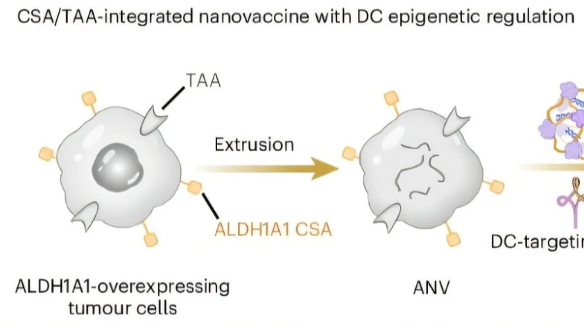 ‘NICER’ nanoaşı, tümör büyümesini durduruyor