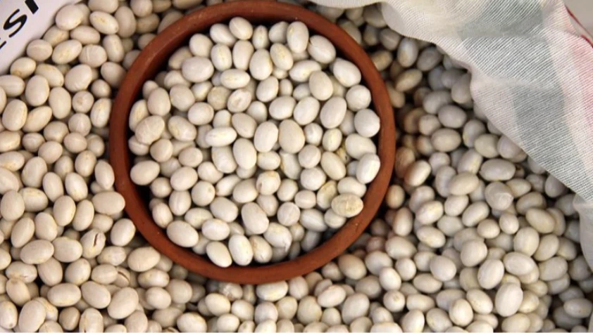 Ordu’da coğrafi işaretli Akkuş Şeker fasulyesinde hasat sevinci
