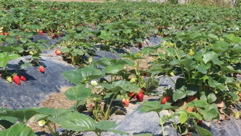 Organik tarım üretimi 1,3 milyon tonu aştı: İyi tarım uygulamaları 6 milyon tonu geçti