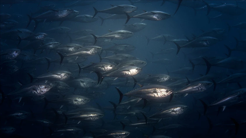 Orkinos avcılığında mevcut kota sistemi üç yıl daha sürecek