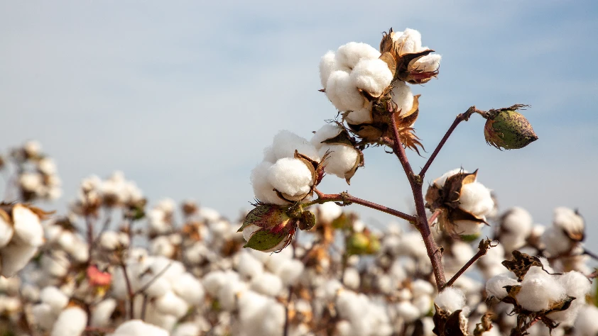 Pamukta sert yükseliş dalgası