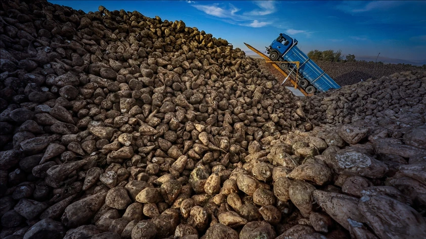 Pancarda veriminde rekor yılı: Türkiye'de üretilen şeker miktarı 3 milyon tona yaklaştı