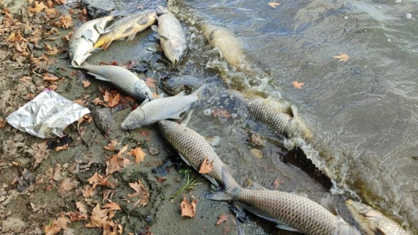 Pestisitler balıkların ömrünü ciddi ölçüde kısaltıyor: Bilim insanları açıkladı