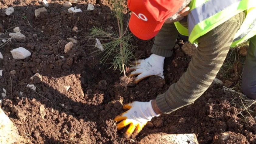 Petrol üretim üssü Gabar’da yeşil hamle başladı: 100 bin fidan toprakla buluşacak