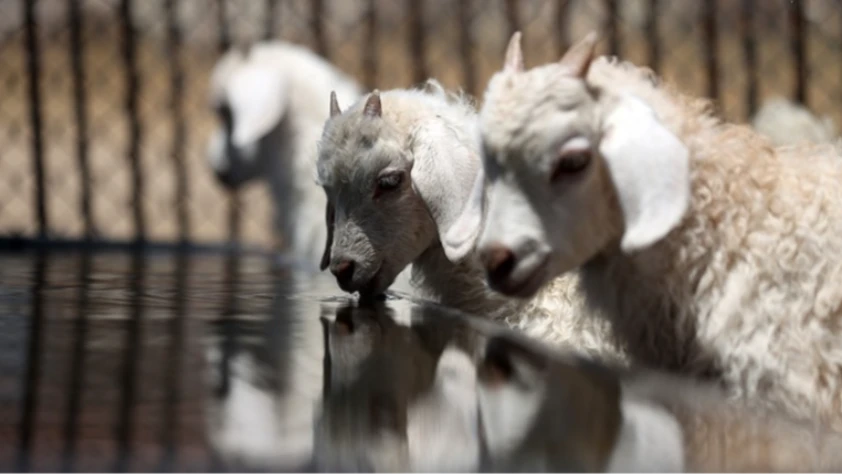 Resmi Gazete'de yayımlandı! Tarım ve Orman Bakanlığı 1600 koyun ve koç alacak