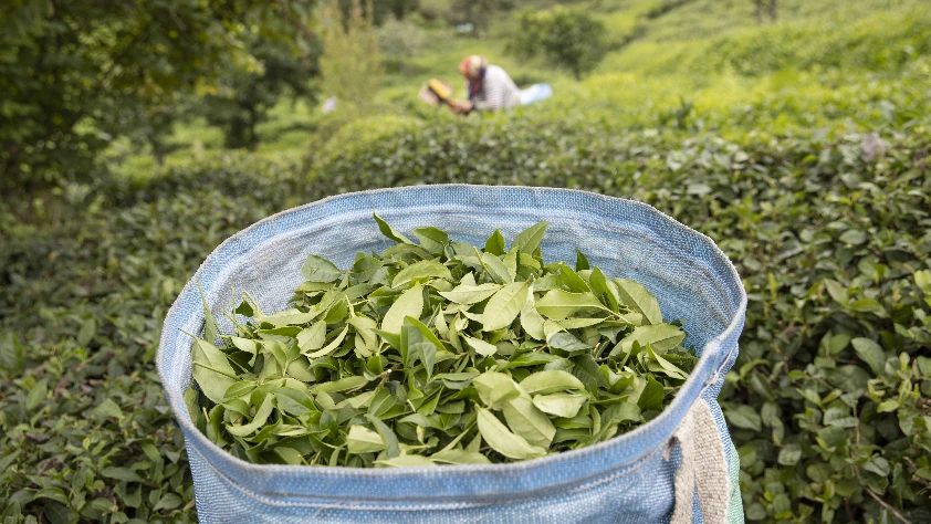 Rize’de son çay hasadı başladı Rize’de son çay hasadı başladı