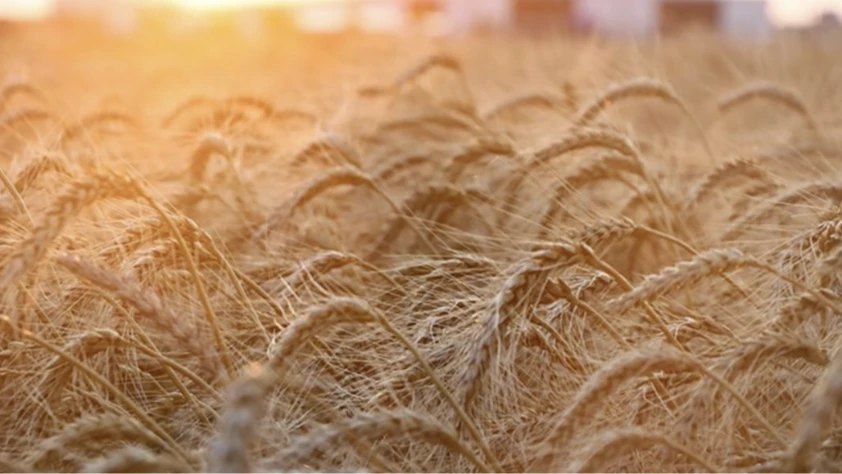 Rusya’nın buğday ihracat fiyatları hafif geriledi