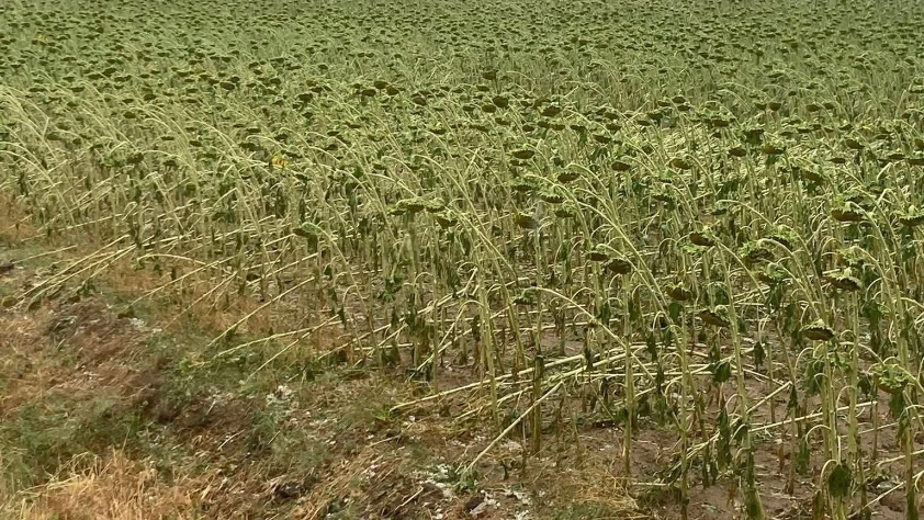 Sağanak ile dolu ekili alanlara zarar verdi!