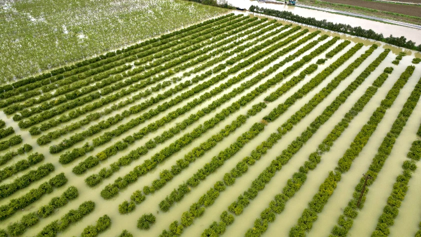 Sağanak tarım arazilerini vurdu!