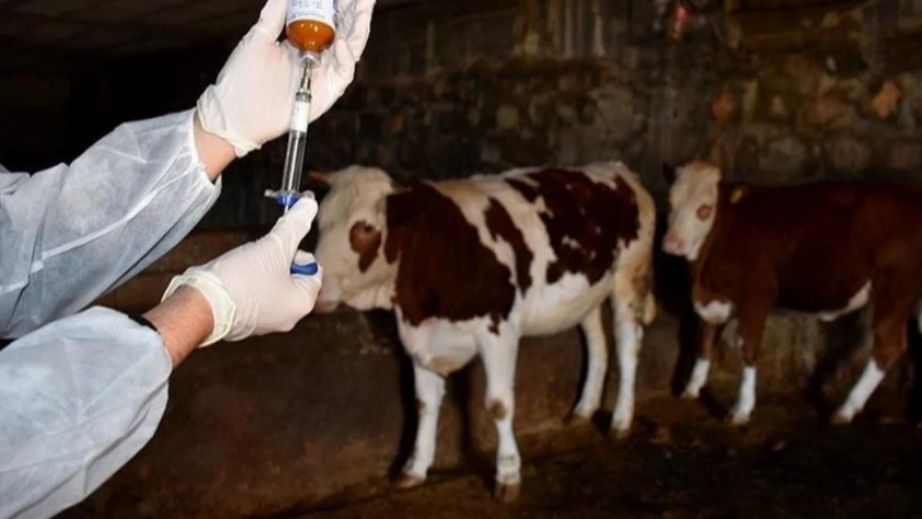 Şap hastalığına karşı 8,5 milyon doz aşı sahaya gönderildi