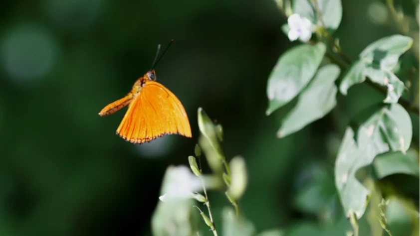 Şebiarus ziyaretçileri kelebeklerin tropikal dünyasını da keşfedecek