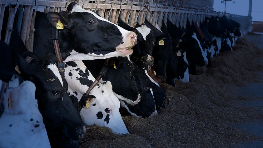 Sektörden net mesaj: Et ve sütte arz sıkıntısı beklenmiyor