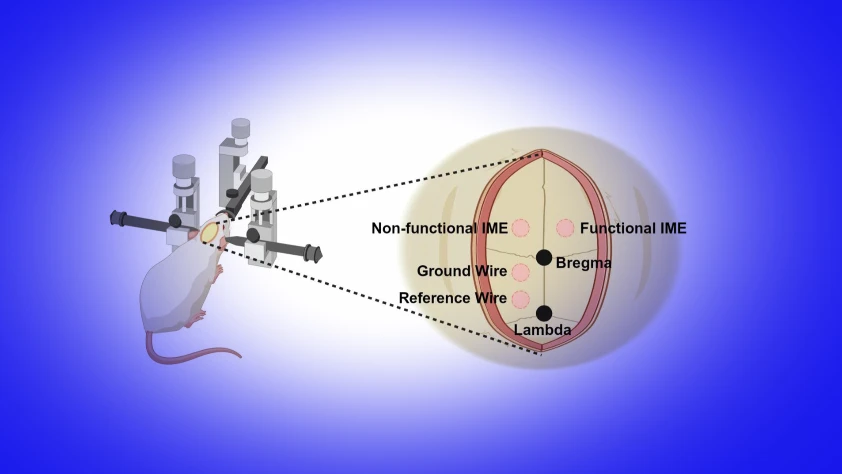 Sentetik trombositler: Beyin çiplerinin performansını iki katına çıkarttı
