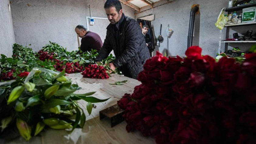 Sevgililer günü yaklaştı işler yoğunlaştı! Seralarda gül mesaisi sürüyor
