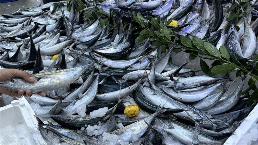 Sinop’ta balıkçıların yüzü güldü: Bir gecede 3 bin 200 palamut avlandı