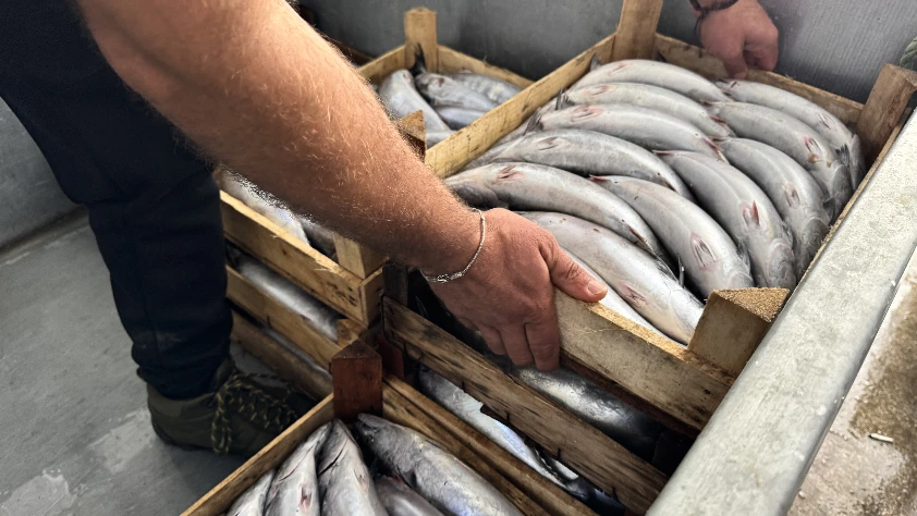 Sinop’ta bereketli av! Balıkçılar bir gecede 9 bin palamut yakaladı Sinop’ta bereketli av! Balıkçılar bir gecede 9 bin palamut yakaladı