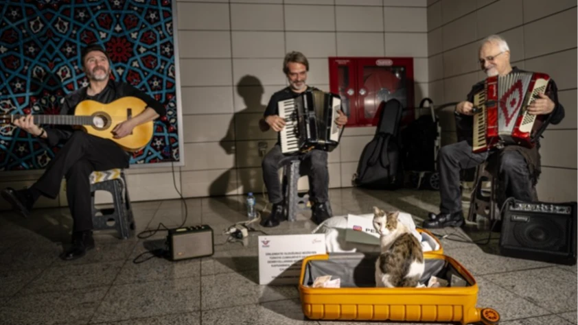 Sirkeci'de sokak sanatçılarına eşlik eden kedi yürekleri ısıtıyor