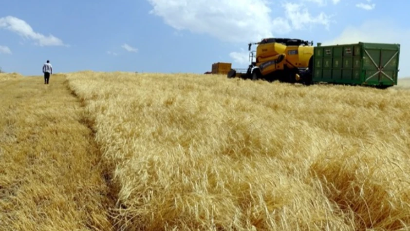 Son buğdaylar hasat ediliyor