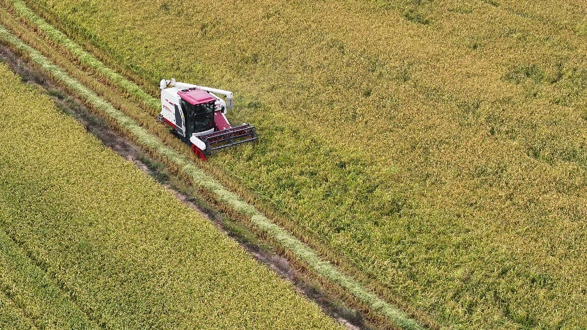Son yağışlar Trakyalı çiftçilere moral oldu! Buğday ve kanola sırada