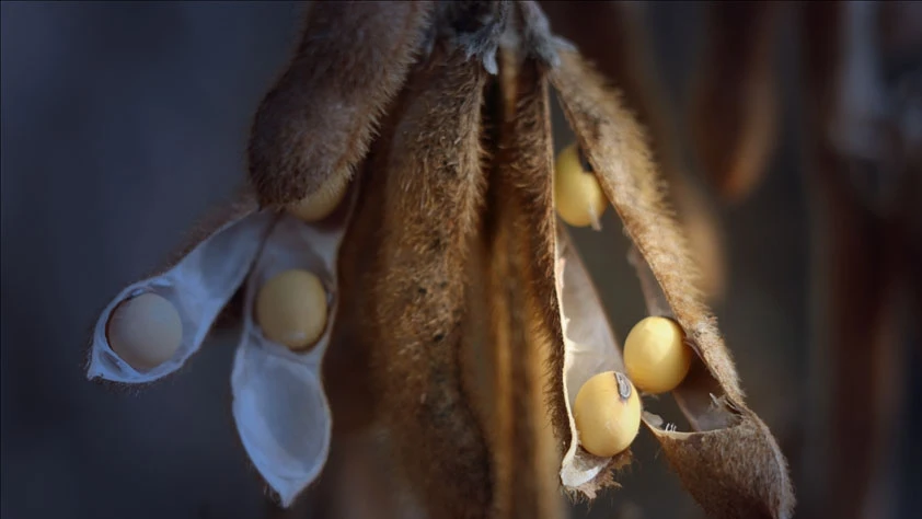 Soya fasulyesi ABD ve Çin için neden bu kadar önemli?