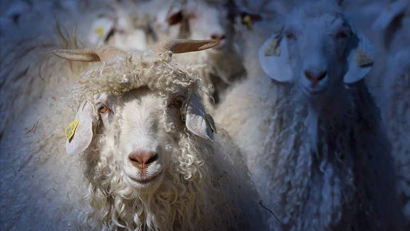 Sözleşmeli üretime 'tiftik' de eklendi