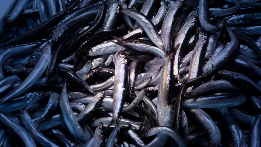 Su ürünleri ihracatında cumhuriyet tarihi rekoru