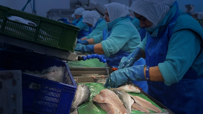 Su ürünlerinde ihracat rekoru: İlk iki ayda 381,9 milyon dolar