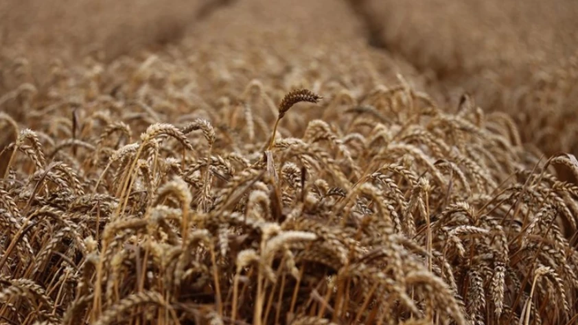 Tahıl üretimi arttı! Gıda fiyatlarını etkilemesi bekleniyor