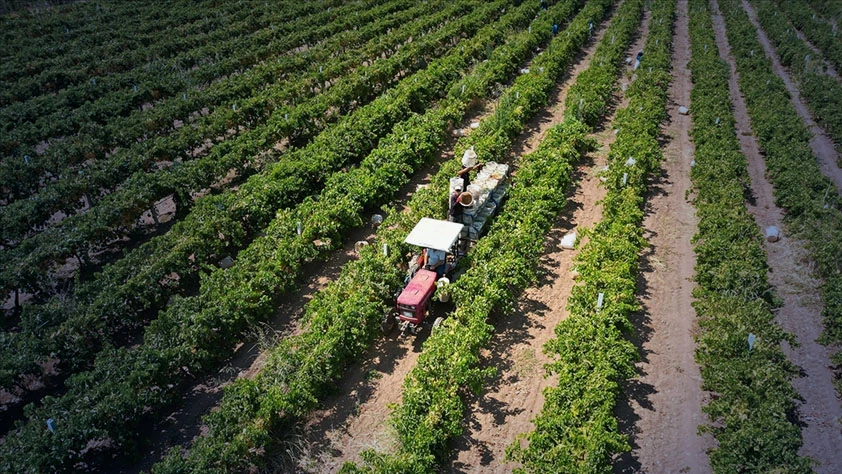 Tarım sektöründe küresel etki: Hürmüz Boğazı'ndaki aksamalar çiftçiyi vurdu