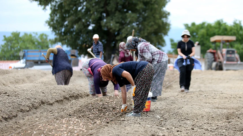Tarımsal destek ödemesinin yapılacağı gün netleşti