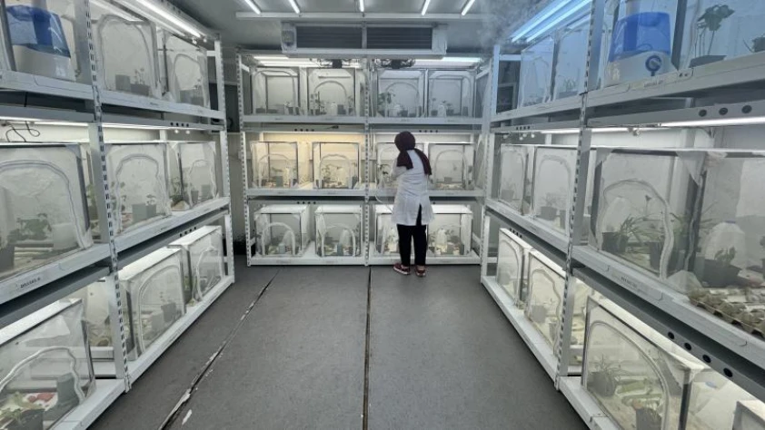 Tarımsal üretimde biyolojik savunma: 40 ilde 1,6 milyon samuray arısı doğaya salınacak