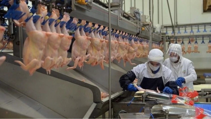 Tavuk eti üretiminin Kasım 2025’te yıllık artışı sürdü!