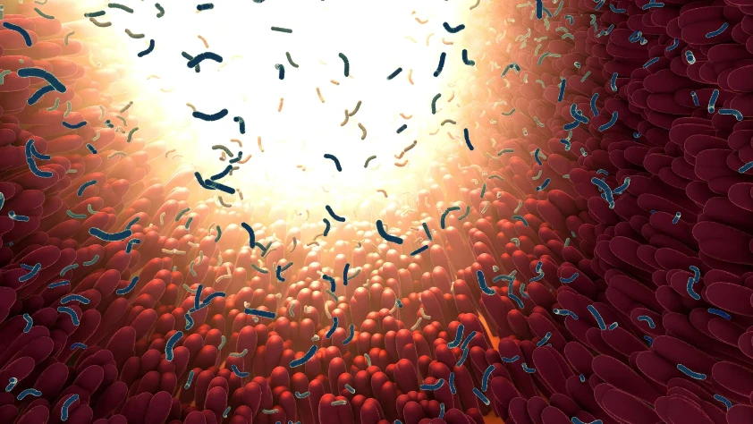 Tehlikeli bakterileri yakalayıp öldüren bir bağırsak proteini keşfedildi