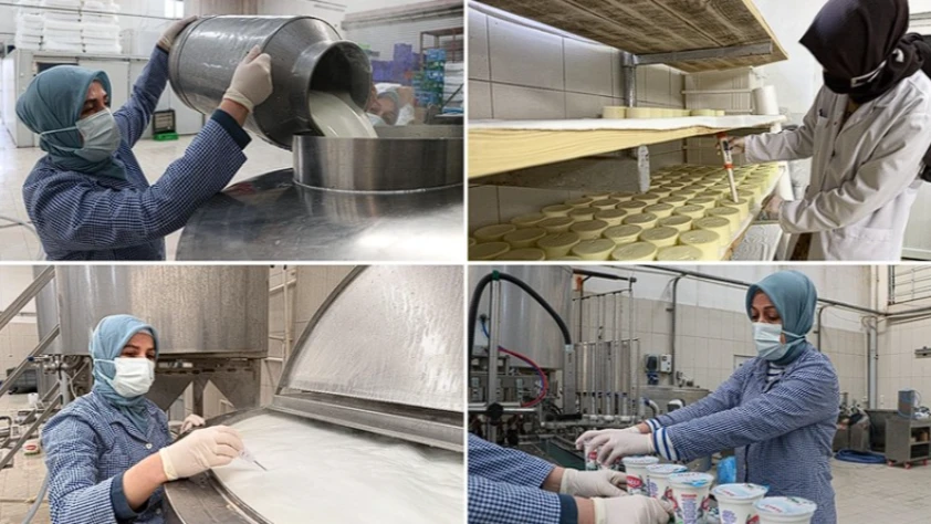 Kadınlar her gün 7 ton sütü lezzete dönüştürüyor