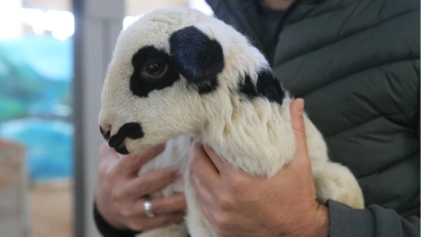 Tescilli karakaya koyunu üniversitede geliştirilecek!