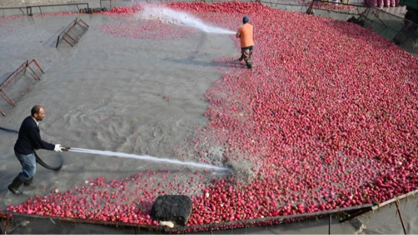 Tescilli turpların hasat dönemi başladı! Zorlu yıkama mesaisi sürüyor