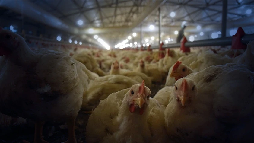 Ticaret Bakanlığı açıkladı! Tavuk ihracatı durduruldu