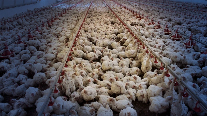 Ticaret Bakanlığı’ndan tavuk ihracatı açıklaması: 'Süreç hassasiyetle izleniyor'