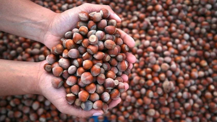 Ticaret borsalarında 2025'in ilk 5 ayında 217 bin tonu aşkın fındık işlem gördü