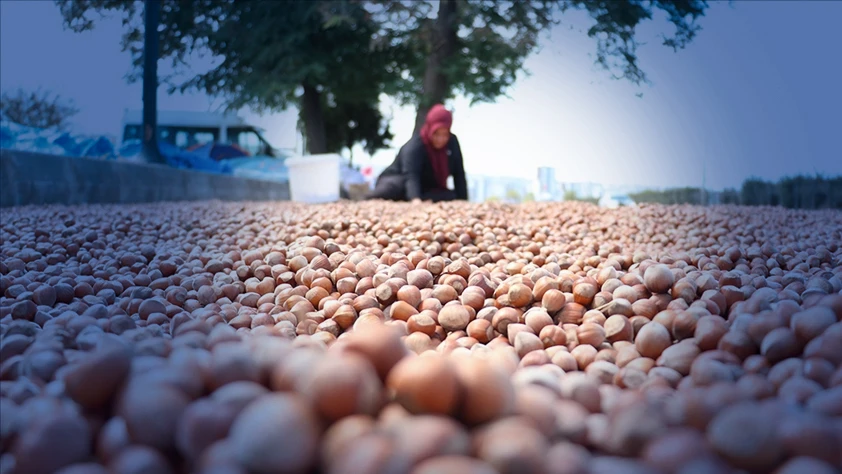 Ticaret borsalarında 3 ayda 138 bin tondan fazla fındık işlem gördü