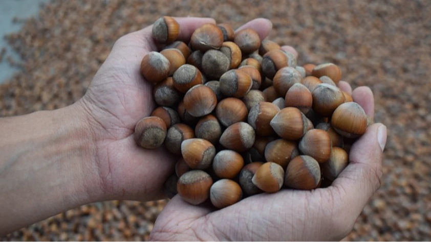 Ticaret borsalarında 7 ayda 260 bini aşkın fındık işlem gördü